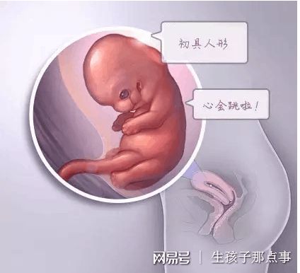关于供卵代怀价格